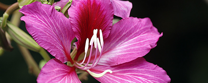 紫荆花的栽培与管理（紫荆的栽培和管理）