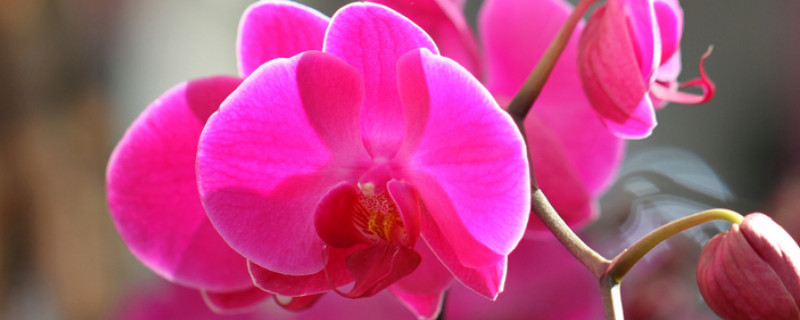 蝴蝶兰又叫什么名字（蝴蝶兰还叫什么名字）