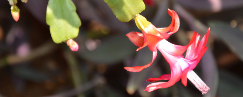 蟹爪兰冬天在室外能过冬吗（蟹爪兰冬天能放在室外吗）