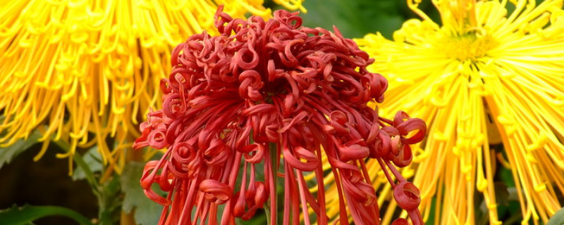 菊花为什么会长虫子(菊花会长虫子吗)
