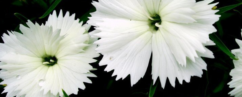 康乃馨小苗长多大开始打顶（康乃馨花苗长多高掐尖打顶）