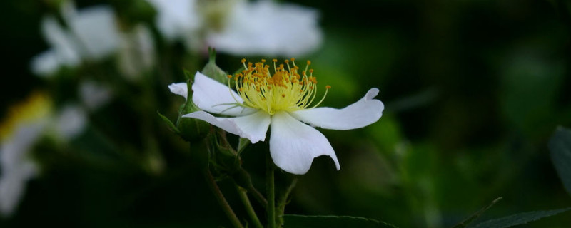 金樱子需要用纱布包吗 金樱子可以外用吗