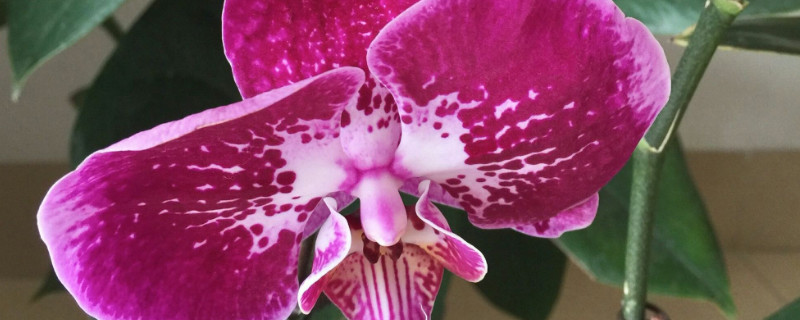 蝴蝶兰怎么憋芽（蝴蝶兰怎么催芽）