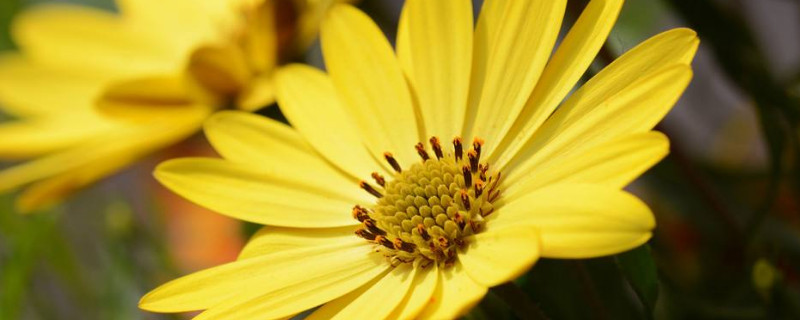 雏菊和洋甘菊的区别（雏菊和洋甘菊一样吗）