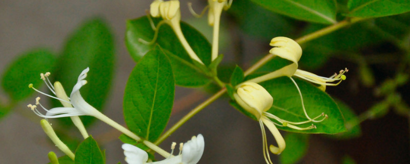 金银花怎么判断死了 什么的金银花都死了吧