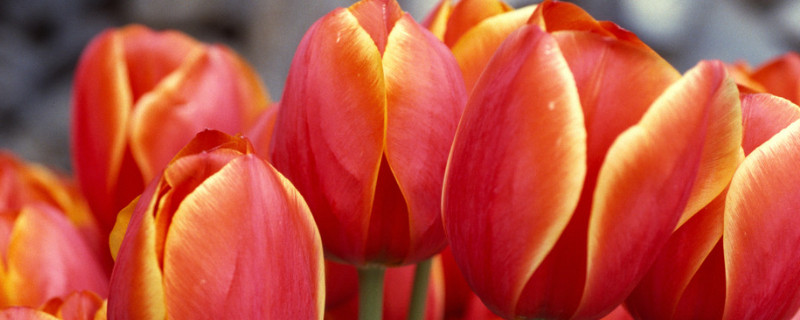 郁金香可以地栽不管吗(地栽郁金香不挖的后果)