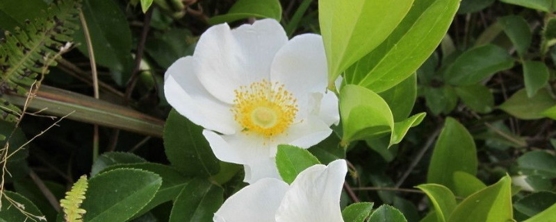 金樱子是什么植物 金樱子是什么植物的种子