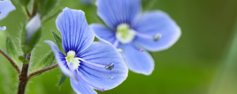 勿忘草花什么时候播种（勿忘我什么时候播种）