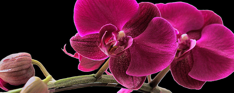 蝴蝶兰秋季可以换土吗（蝴蝶兰冬季可以换土吗）