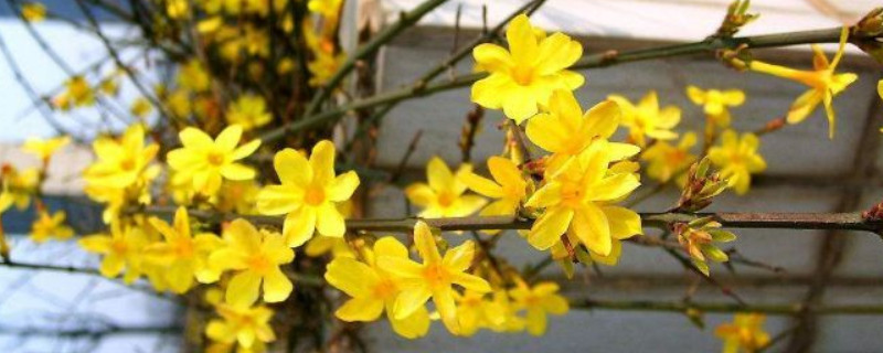 迎春花根系发达吗 迎春花有根吗