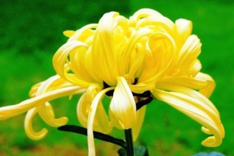 菊花水培多久长根