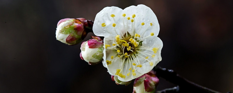 盆栽梅花冬天怎么养（盆栽梅花冬天可以放在室内吗）