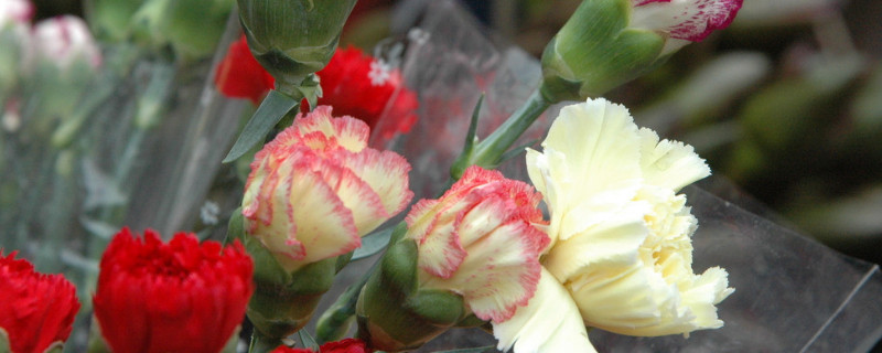 康乃馨冬天室外可以过冬吗 康乃馨可以室外越冬吗