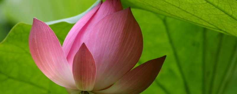 荷花在家养对人好吗 荷花养在家里好吗