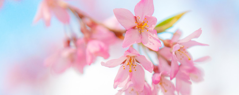 樱花的寓意和花语 樱花的寓意与花语