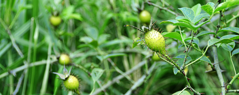 金樱子种子能种吗 金樱种子怎样下种