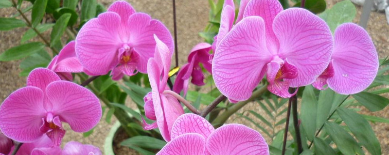 蝴蝶兰秋天可以晒太阳吗 蝴蝶兰可以晒秋天的太阳么