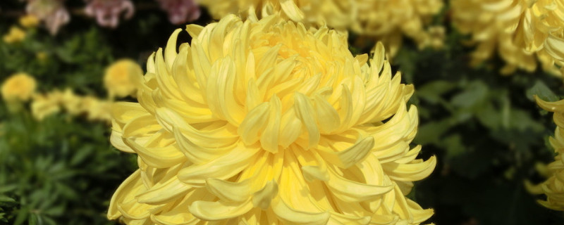 菊花种子怎么种植发芽率高（菊花种子种植多久开花）