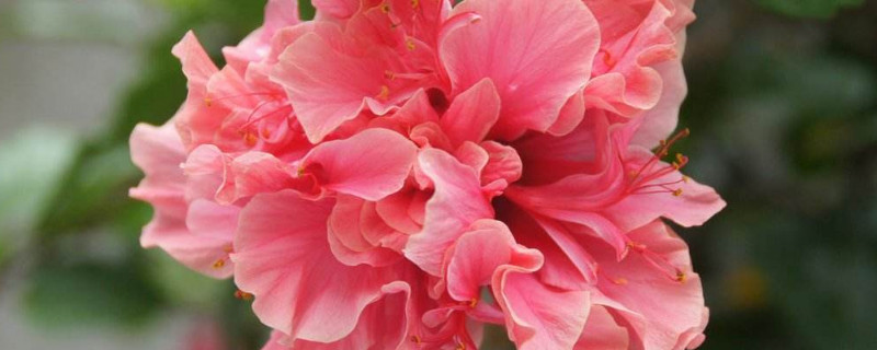 水培芙蓉花叶片几天换水的 水培花几天换一次水