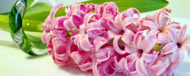 新手怎么养风信子 怎么养好风信子