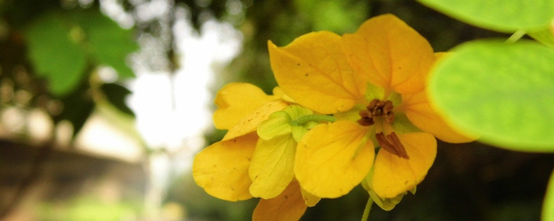 迎春花修剪诀窍（迎春花怎样修剪和养护）