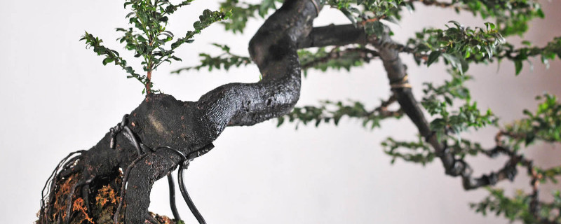 黑骨茶的养殖方法和注意事项（黑骨茶的种植与养护）