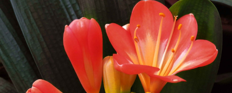 哪些花放在家里吉利 过年家里放什么花吉利