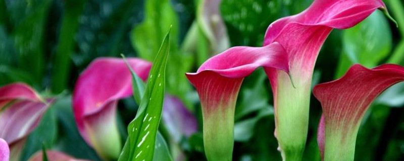 彩色马蹄莲可以水养吗（彩色马蹄莲的养殖方法和注意事项）