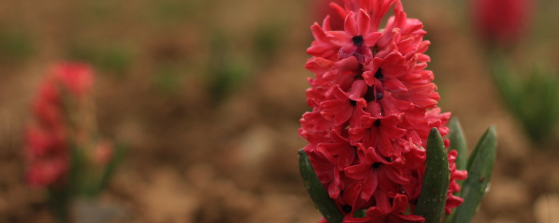 风信子冬天怕冻吗（风信子在冬天会不会死掉）