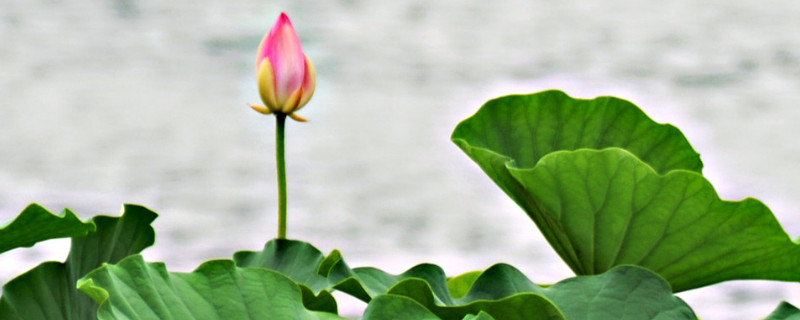 盆栽荷花怎么让水不臭 养荷花的水臭了怎么办