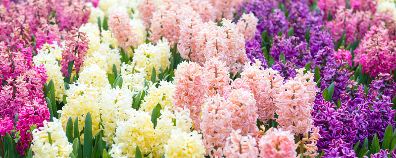 风信子有毒吗对人有害吗（风信子气味有毒吗对人有害吗）