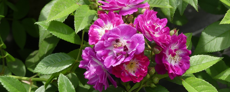 玫瑰枝条水插怎么生根（玫瑰插枝要不要泡生根水）