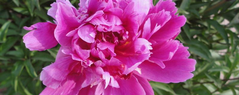 芍药夏天移栽后就不开花了吗（芍药春天移栽不开花）