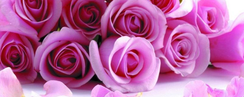 玫瑰花为什么不开花(玫瑰花为什么不开花只长叶子)