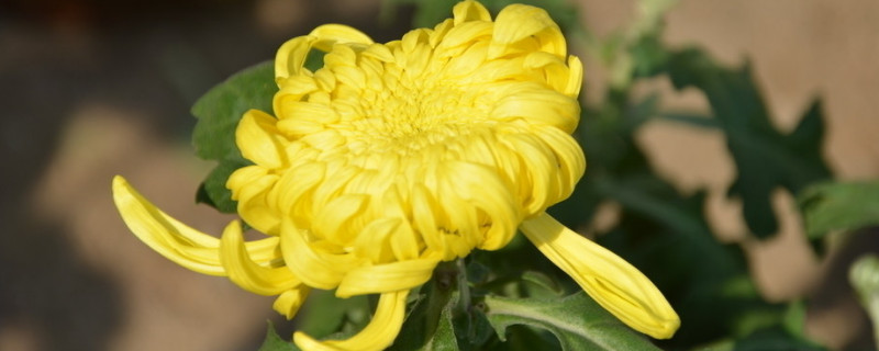 菊花水培注意事项 菊花能不能水培