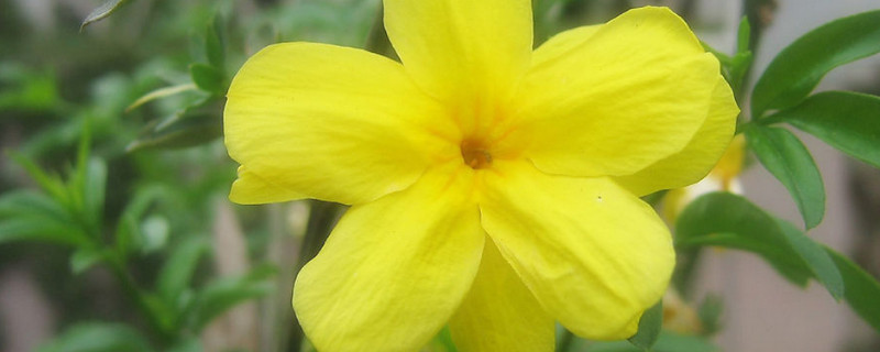 迎春花秋天种植方法和注意事项（秋季迎春花怎么养护）