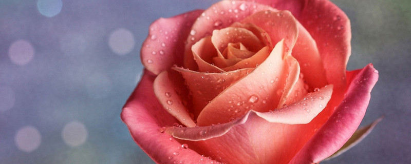 玫瑰花长虫了怎么办（在家养的玫瑰花长虫子怎么办?）