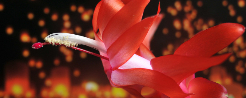 蟹爪兰放在哪里合适（蟹脚兰放在哪里合适?）