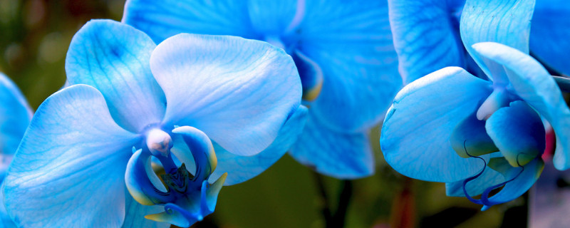 天蓝色的蝴蝶兰代表什么 蝴蝶兰是什么颜色的?