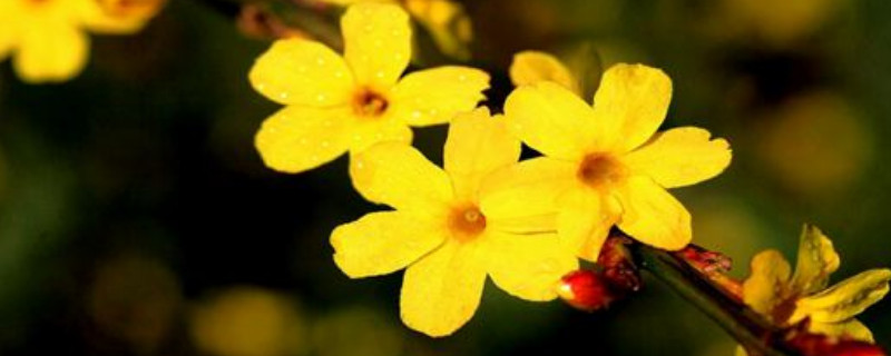 迎春花一年修剪几次 迎春花一年修剪一次好还是两次好