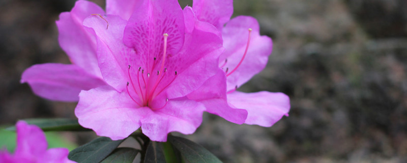 杜鹃花怎么扦插能生根 扦插的杜鹃花多久可生根