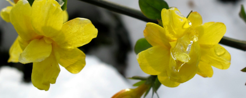 扦插的迎春花多长时间能开花 迎春花扦插多久生根移栽