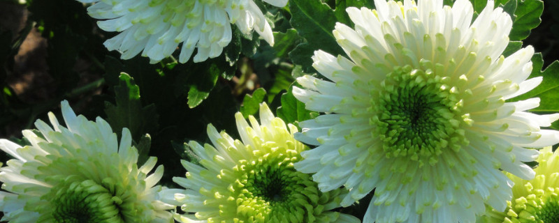 菊花夏天开完花后怎么处理 菊花开花以后怎么处理