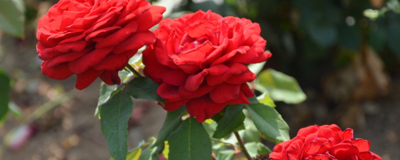 月季花结果怎么处理 月季花开花后结果怎么处理