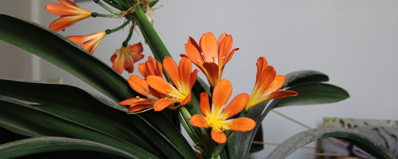 君子兰喜欢酸性还是碱性（君子兰喜欢酸性还是碱性的水）