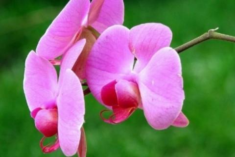 蝴蝶兰换盆时根部需要修剪吗