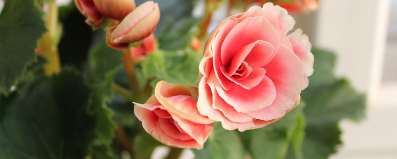 长寿花叶子发白是什么原因（长寿花叶子长白）