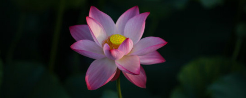 荷花有没有果实 荷花有果实嘛