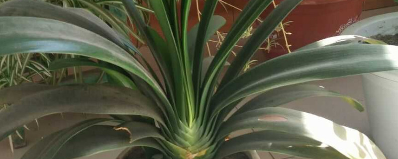 君子兰冬天可以换盆吗（君子兰冬天能不能换盆）