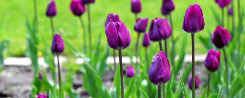 郁金香能在北方养殖吗 郁金香能室内养殖吗